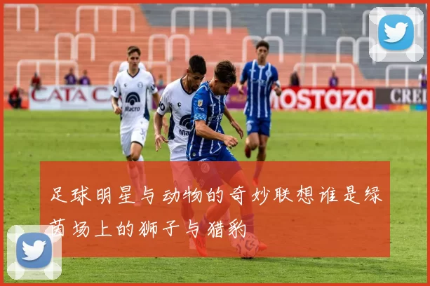 足球明星与动物的奇妙联想谁是绿茵场上的狮子与猎豹